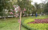 Anh đào Nhật Bản nở hoa, rực rỡ khoe sắc tại Hà Nội